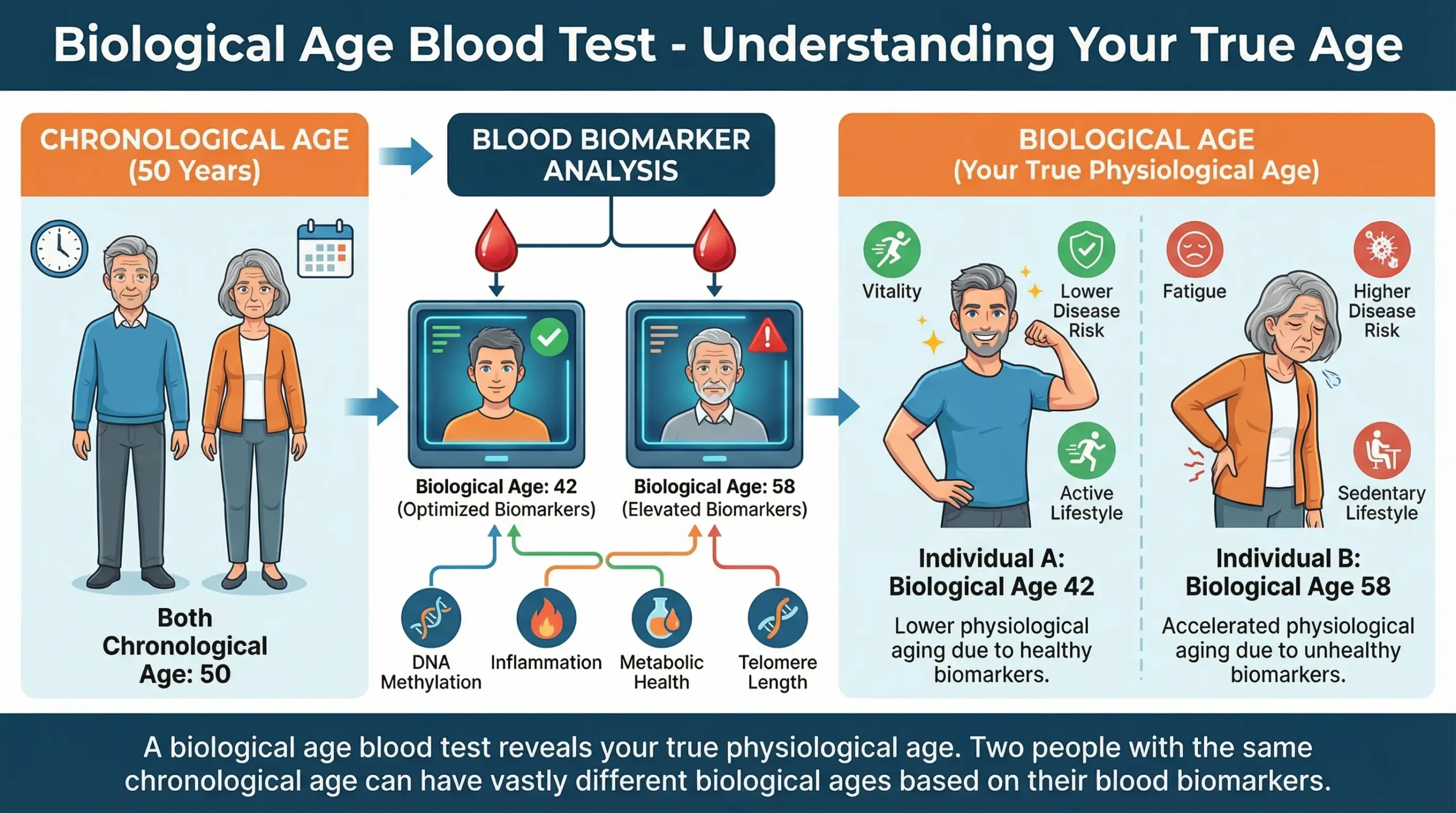 Infografik zum Vergleich von biologischem und chronologischem Alter anhand von zwei 50-jährigen Personen mit unterschiedlichen biologischen Altern von 42 und 58 Jahren basierend auf Blutbiomarkern.