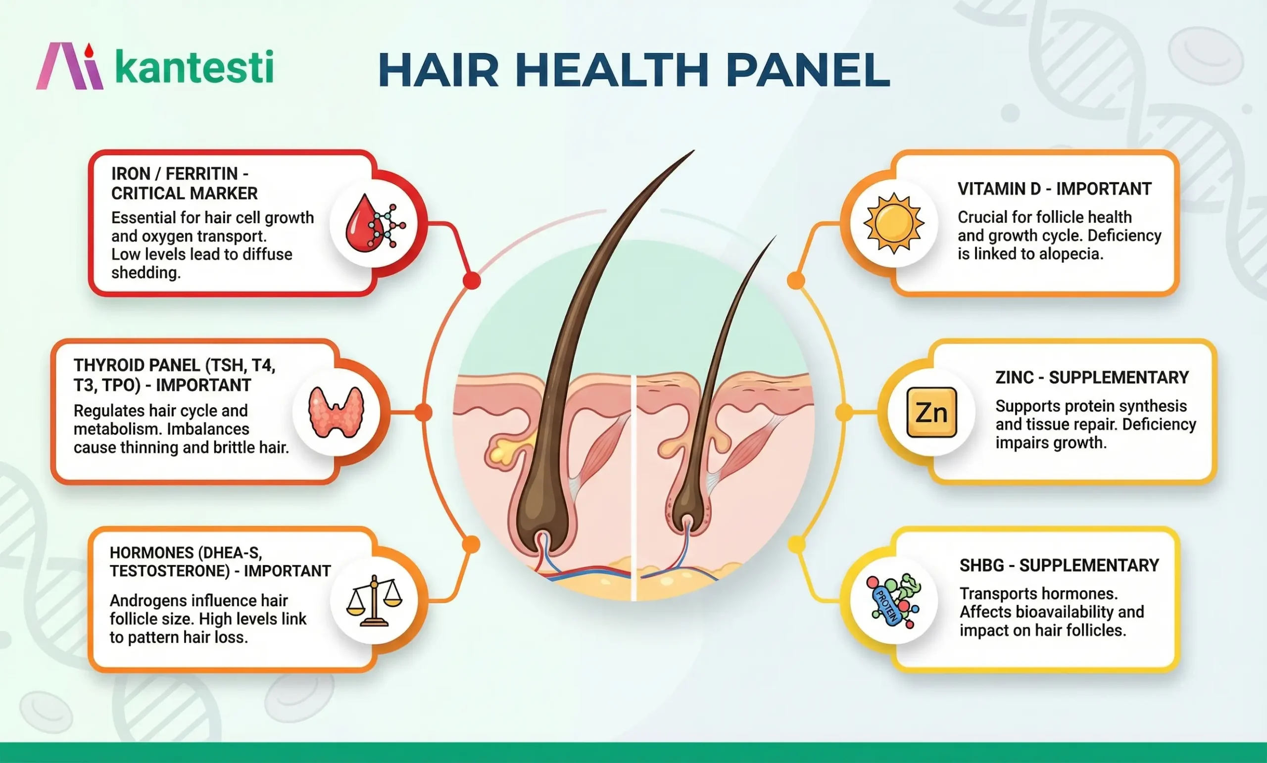 Painel de exames de sangue para queda de cabelo mostrando biomarcadores importantes, incluindo ferritina, hormônios da tireoide, zinco, vitamina D e hormônios como DHEA-S e testosterona.