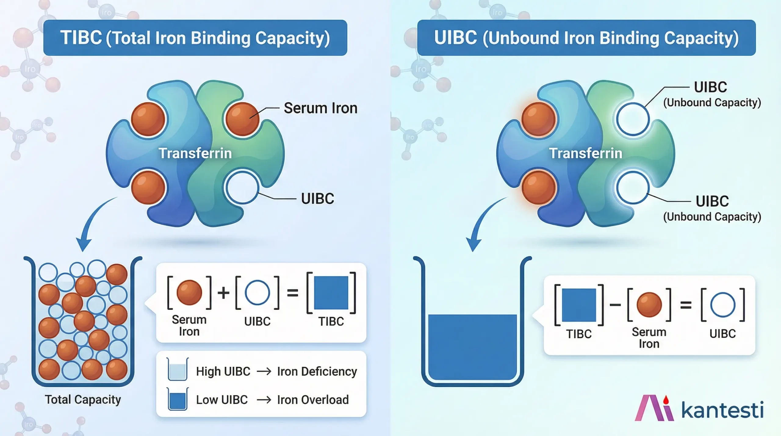 UIBC vs TIBC comparison diagram showing the difference between total iron binding capacity and unbound iron binding capacity with transferrin protein visualization
