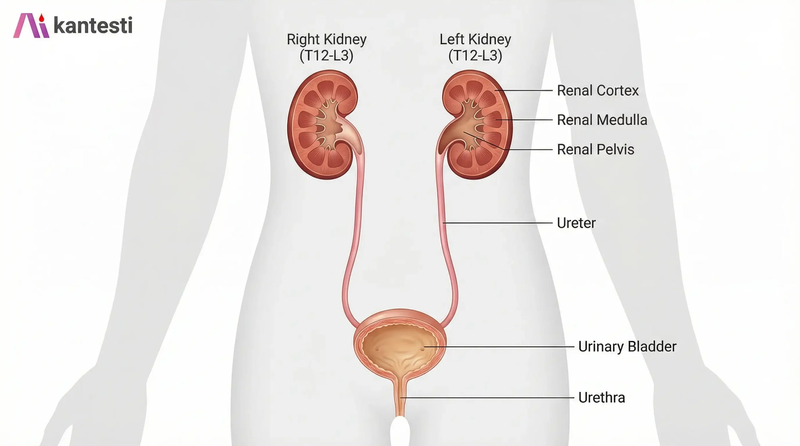 Διάγραμμα ανατομίας ανθρώπινου ουροποιητικού συστήματος που δείχνει νεφρά, ουρητήρες, ουροδόχο κύστη και ουρήθρα με λεπτομέρειες εσωτερικής δομής νεφρού