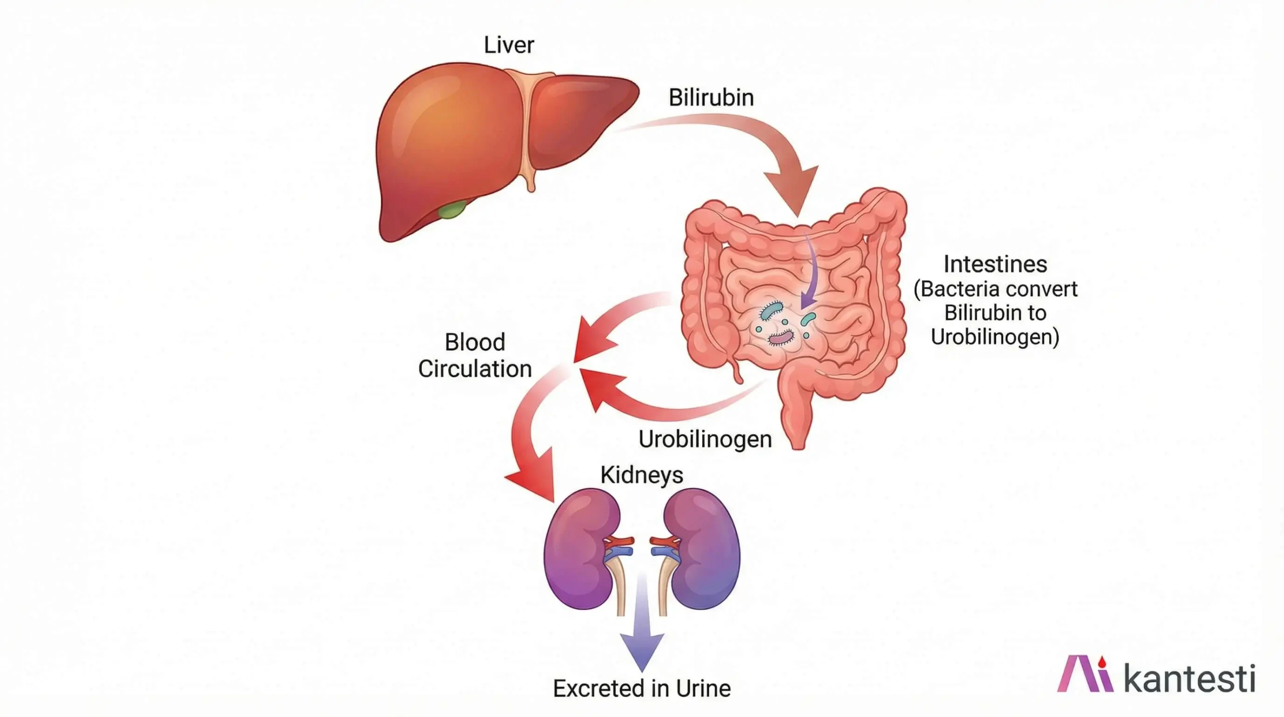 Διάγραμμα μεταβολικού κύκλου ουροχολινογόνου που δείχνει την οδό χολερυθρίνης από το ήπαρ μέσω της μετατροπής των εντερικών βακτηρίων σε νεφρική απέκκριση στα ούρα
