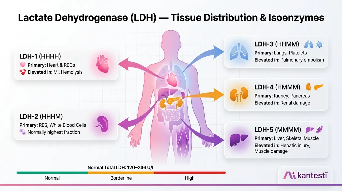 B Negative Blood Type, LDH Blood Test & Normal Reticulocyte Count Guide